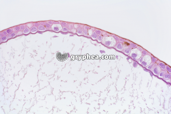 Tétard peau x100 - gryphea.com